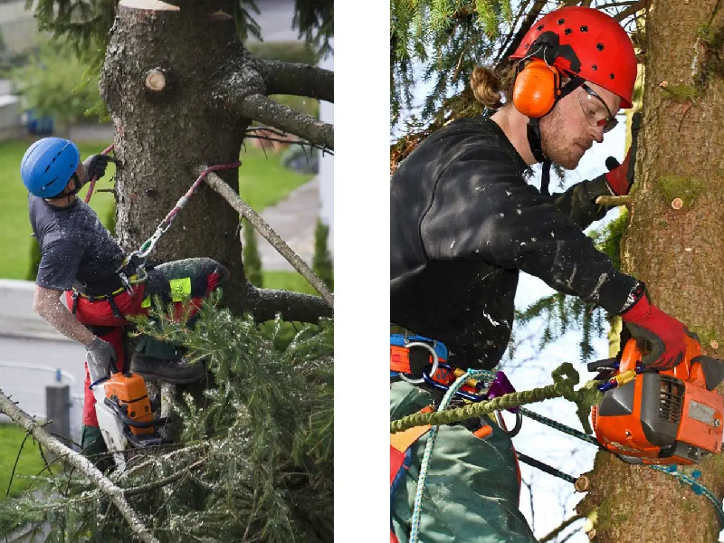 Discover the Benefits of Our Expert Tree Mulching Service